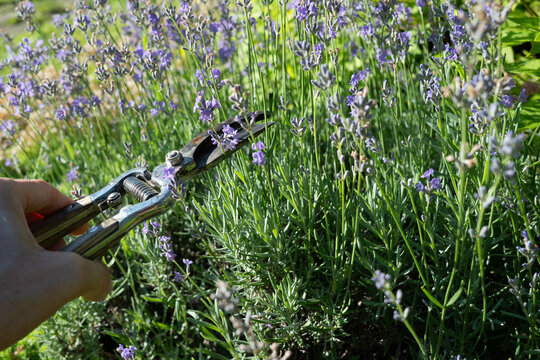 Pruning lavender flowers with garden secateurs