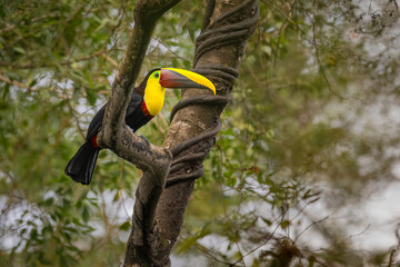 Yellow-throated Toucan (Ramphastos ambiguus) perched on a branch next to a vine-covered trunk in Costa Rica © Teresa