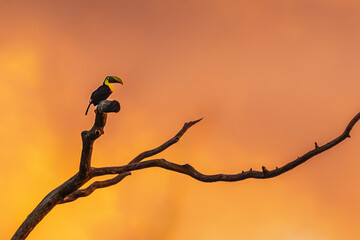 Yellow-throated Toucan (Ramphastos ambiguus) perched on a bare branch against a fiery orange sunset sky in Costa Rica © Teresa