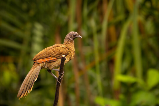Grey-headed Chachalaca (Ortalis cinereiceps) perched on a branch in Costa Rica