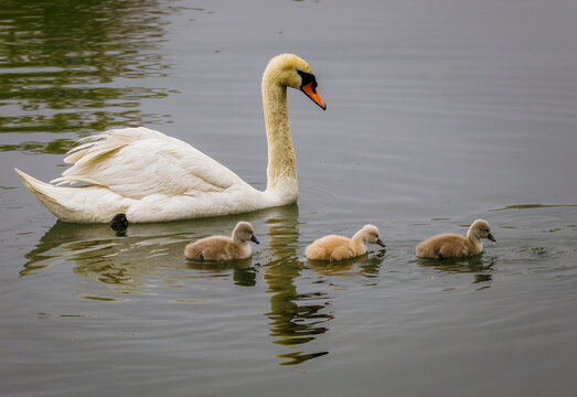 Mute Swan (Cygnus olor) swimming with three fluffy cygnets in calm water, Bayfront Park, Hamilton, Ontario.