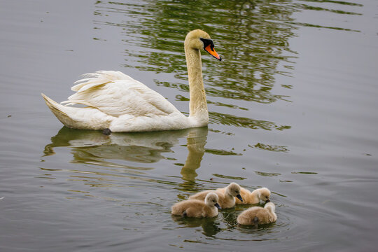 Mute Swan (Cygnus olor) swimming with four small fluffy cygnets in rippling water, Bayfront Park, Hamilton, Ontario.