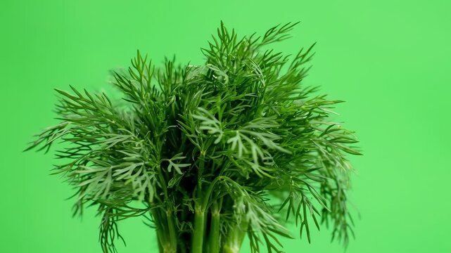 Fresh organic dill sprigs rotating slowly on a bright green screen for chroma key editing