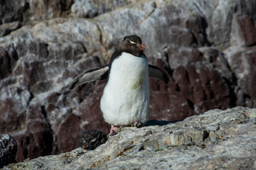 Obraz premium Rockhopper Penguin in Penguin Island,Puerto Deseado, Santa Cruz Province, Patagonia Argentina