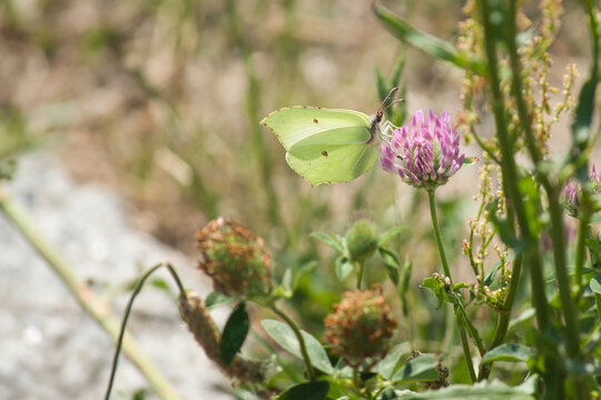 Brimstone butterfly feeding on a pink clover flower in natural meadow with soft blurred background and copy space.