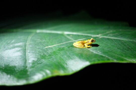 Yellow frog