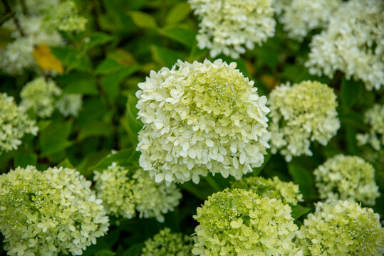 White Limelight Hydrangea Bloom with Soft Green Garden Background