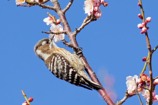 青空バックに梅の花蜜を吸うコゲラ(Japanese Pygmy Woodpecker)