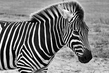 C showing off his stripes in black and whitelose up profile view of a zebra © Steve Samoyedny