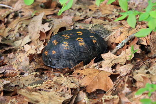 box turtle tortoise carapace in the leaf litter