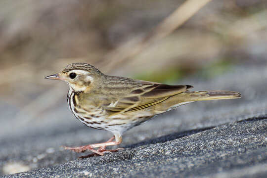 ビンズイ(Olive-backed Pipit)