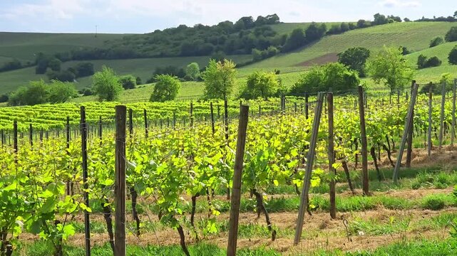 Vineyard rows spread across rolling hills with distant trees in a European wine region, panoramic countryside, viticulture landscape.