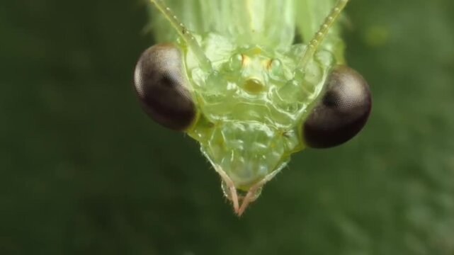 Macro Portrait of Praying Mantis Head and Eyes
