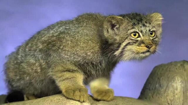 Pallas's Cat Manul Sitting Alert on Rock Close Up