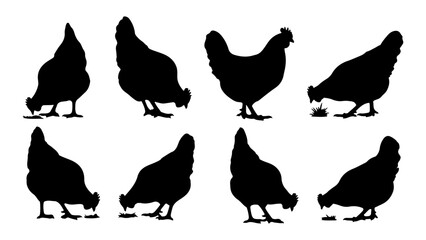Fototapeta premium Silhouettes of Various Chicken Breeds in Different Poses.