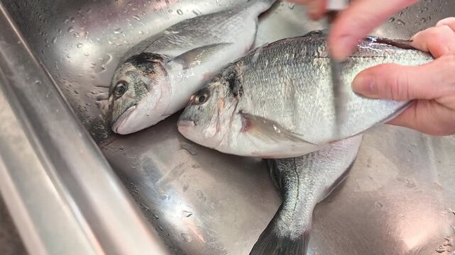 Woman holds a sea bream fish and scales it with a knife, seafood preparation process, home cooking scene.