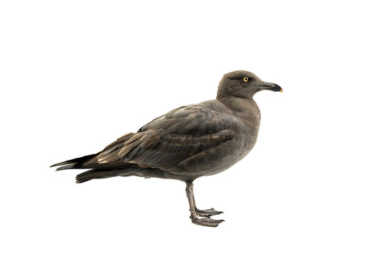 Solitary grey seabird standing in profile against a dark void representing coastal isolation and the quiet strength of maritime wildlife in a minimalist composition.