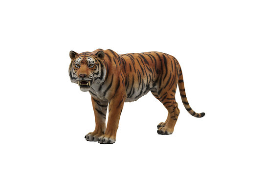 Powerful tiger standing in a dominant pose with open mouth showing teeth as a symbol of strength and wild nature isolated on a solid black background