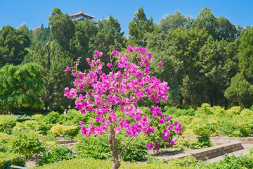 Obraz premium Vibrant Pink Bougainvillea Blooming in Botanical Garden with Traditional Pagoda in Background