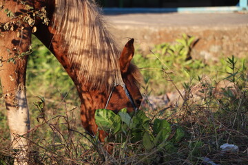 Majestic Horse Side Profile Highlighting Its Eye, Mane, and Facial Features © Nawassyarif .