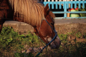 Majestic Horse Side Profile Highlighting Its Eye, Mane, and Facial Features © Nawassyarif .