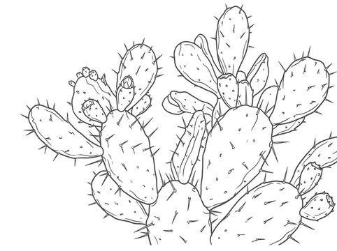 Prickly pear cactus pads with sharp spines nopal vector