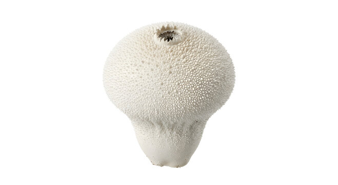 Puffball mushroom (Lycoperdon) with textured surface isolated on transparent background PNG.