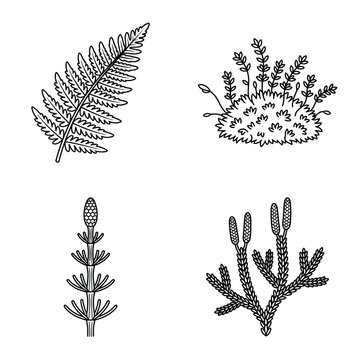 Hand drawn botanical illustrations of various spore bearing plants including ferns moss horsetail and clubmoss.
