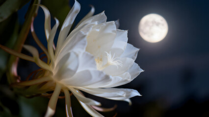 Fototapeta premium A close-up of a large white datura flower blooming at night under moonlight.