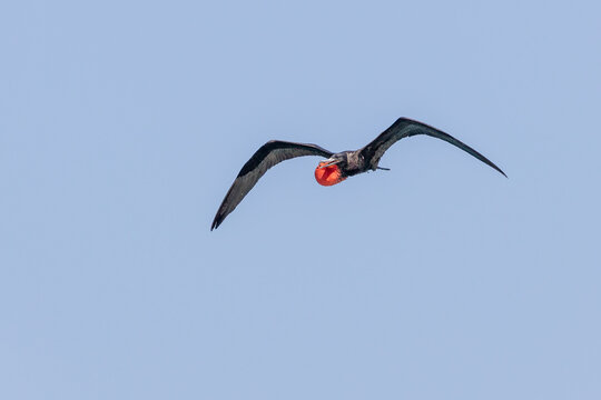 Male Magnificent Frigatebird flying with inflated red gular sac against a clear blue sky