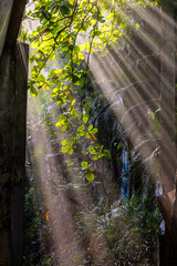 Obraz premium Beautiful sunbeams filtering through dense tropical foliage and lush green leaves in a misty jungle environment