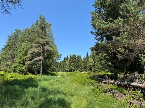 Mixed forest in the Black Forest Nature Park or mixed trees of the Black Forest, Germany - Mischwald im Naturpark Schwarzwald Mitte-Nord oder Mischw&auml;lder des Schwarzwaldes, Deutschland - For&ecirc;t mixte