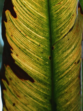 Closeup of a diseased plant leaf with yellowing patterns and brown necrosis showing plant pathology
