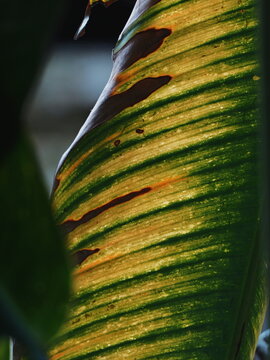 Detailed close-up of a diseased tropical plant leaf showing chlorosis, necrosis and striking yellow and green stripes suitable for botanical and agricultural concepts