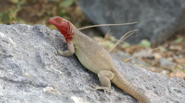 Galapagos lava lizard female with red head sunning on rock with sides moving from breathing