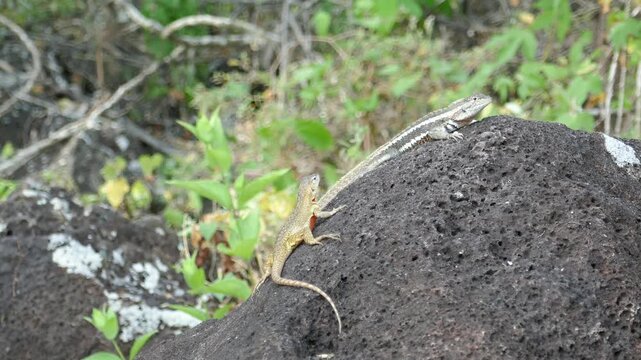 Galapagos lava lizard active female and resting male on lava rock