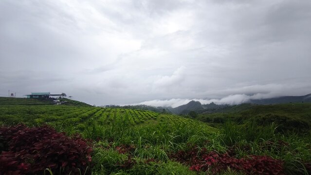 Wide view of vibrant green cornfield against dark moody storm sky and mountain fog.