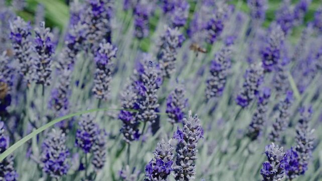 France Provence lavender field. Beautiful purple lavender bloom in nature. Beauty of nature. Summer blooming flower. Blooming flower field. Field of lavender. Lavender flowers in summer