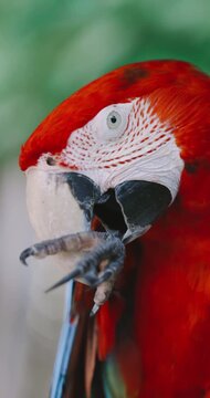 scarlet macaw parrot