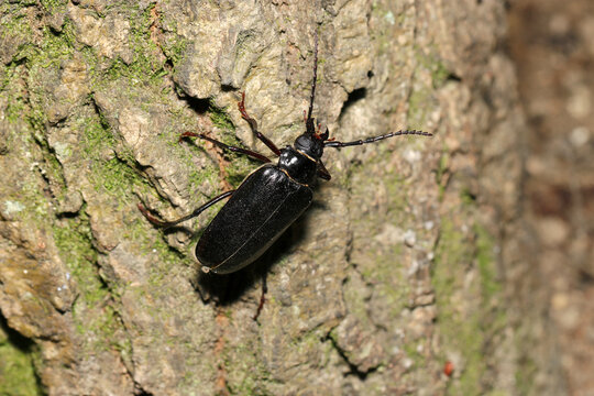 樹表に黒褐色の大型ノコギリカミキリ虫（日本アウトドアフィールド昆虫生態マクロ撮影）