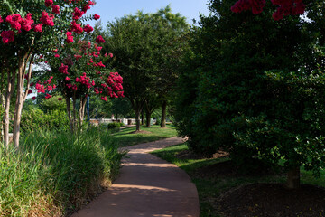Fototapeta premium Winding walking path with pink blooming trees in Carroll Creek Park