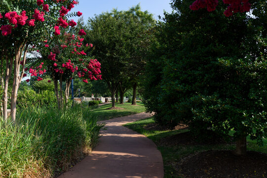 Winding walking path with pink blooming trees in Carroll Creek Park