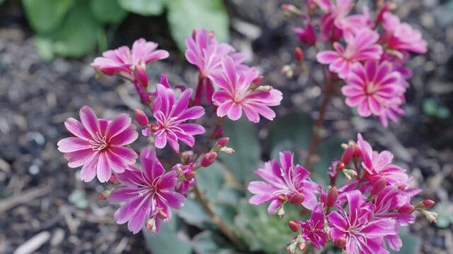Pink Lewisia exotic flower. Natural Lewisia flower plant. Flora nature. Bright blooming flower in nature. Lewisia flower. Flowering nature closeup. Macro photography of flowering plant