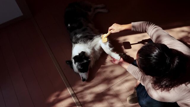 Woman brushing her border collie dog at home