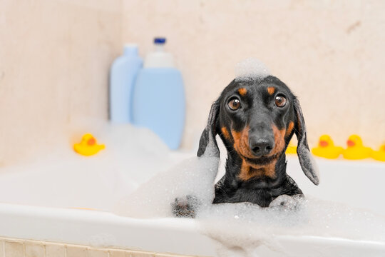 Happy black and tan dachshund dog smiling in a bathtub with foam near blue shampoo bottles and yellow rubber ducks, cheerful pet washing, grooming and hygiene concept.