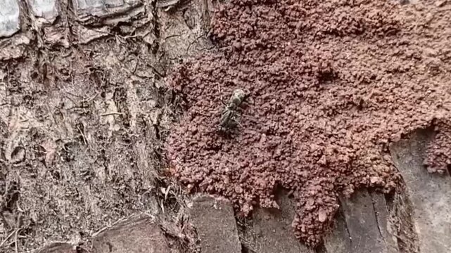Predatory Termite Hunting Ant Leptogenys Processionalis Attacked By Soldier Termite Defense On Tree Trunk Macro