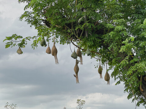Baya Weaver Bird Flying Towards Intricately Woven Nests Hanging from Tree Branch