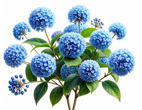 Vibrant blue, spherical blossoms burst forth from lush green stems