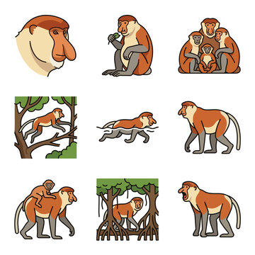 Set of nine proboscis monkey illustrations featuring Nasalis larvatus in various poses including swimming, climbing mangrove trees, eating leaves, walking, and social family group interaction.