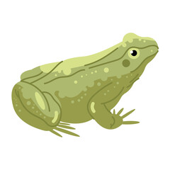 Obraz premium Green frog vector illustration isolated on white background 